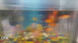 Fish tank with six gold fish, one black gold