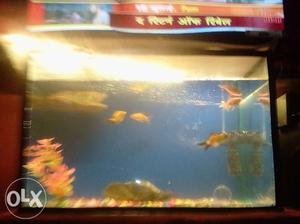 Five fish with tank