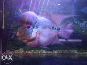 Flower horn humphead...healthy and active fish,