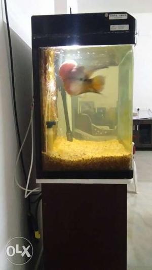 Flowerhorn Cichlid