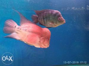 Flowerhorn Cichlid for sale