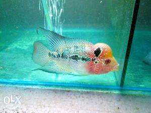 Flowerhorn Fish SRD Male Super aggressive