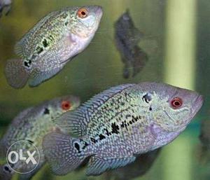 Flowerhorn Fishes