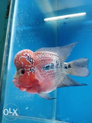 Flowerhorn fish