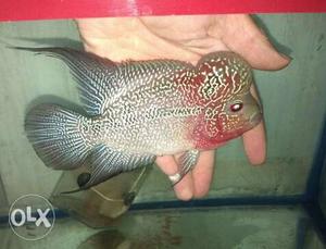 Flowerhorns for sale at cheapest price