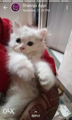 Full White Persian Kitten very very active and more