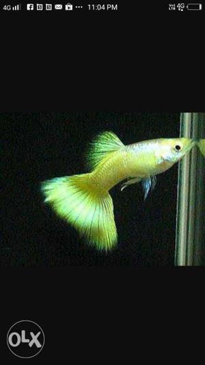 Full gold guppy house breed