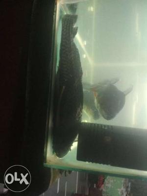 Giant Pleco fish for sale Size:32 cms