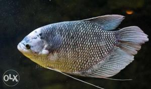 Giant gourami about 20cm long high quality only 1