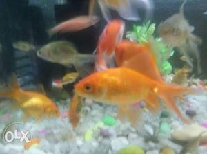 Gold Fish In Kochi