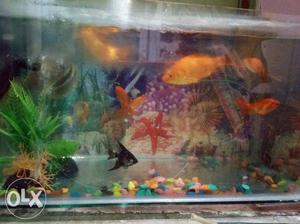 Gold fish Aquarium 4 fish Available water pump &
