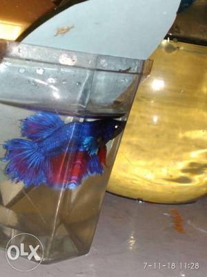 Good condition Betta fish blue and red colour