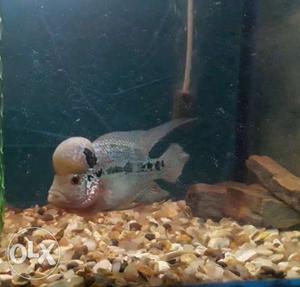 Gray And Brown Flowerhorn Fish