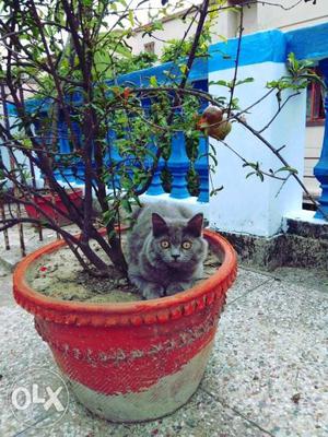 Gray Cat In Kolkata