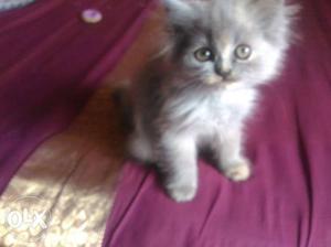 Gray Persian Kitten