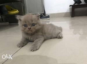 Grey Colour Persian Cat,one month old