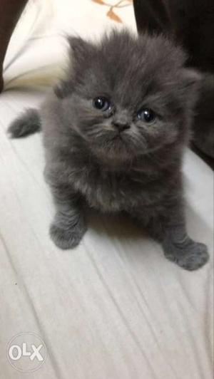 Grey-black purebred Persian kitten!