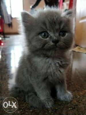 Grey male Persian kitten for sale 40 days old
