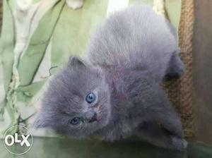 Grey with blue eyes Persian cat