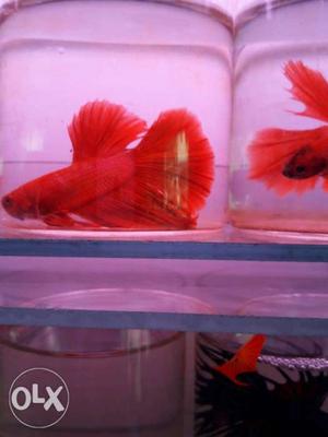 Half moon and crown tail Betta fish All sale and
