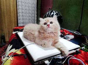 Healthy Persian kitten for sale 2 months old very