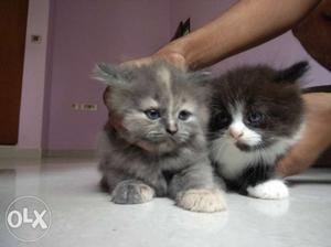 High quality Persian kitten