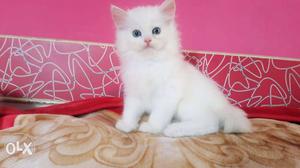 House bought up persian kittens