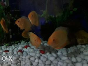 I want sell my new stock. red spoted sivram fish,