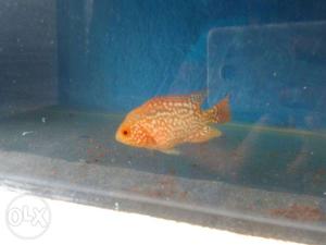 Important albino Flowerhorn male want to sell