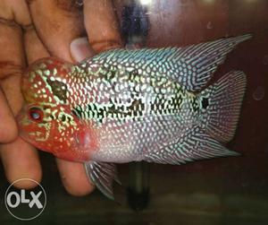 Imported red magma flowerhorn with ball head and