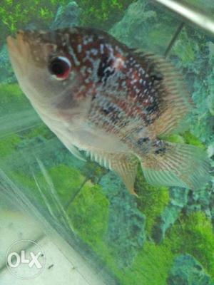 Imported super red dragon flowehorn fish