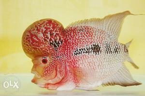 Its Flowerhorn Male big Size almost 1 foot.Full