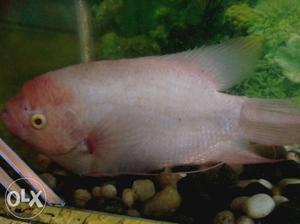 Jaint gourami red eye approx 10 inch for sale contact