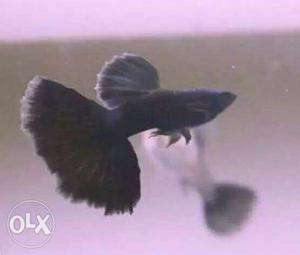 Jet black guppy fish pair one fifty rupees