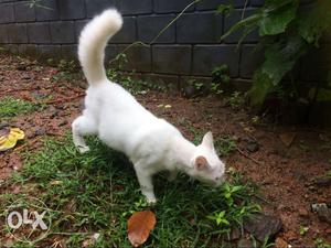 Khao manee cross breed cat