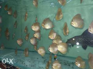 Leaped discus fish.fin to fin 2" Minimum buy 12.