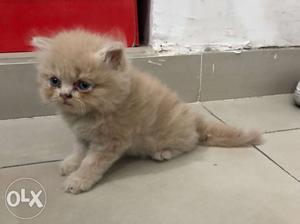 Light Golden Persian Cat,1 month old