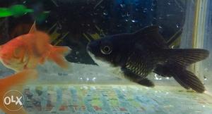 Live gold fishes, and Blackmore ₹30/ pair,