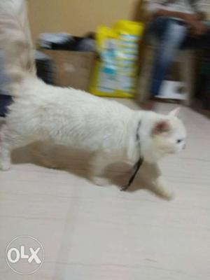 Long-coated White Cat Persian cat