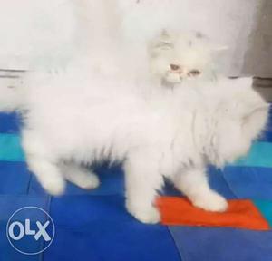 Long-coated White Cat With Kitten