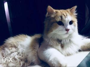 Long-furred Orange And White Cat