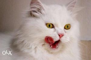 Male Persian Cat for urgent sale