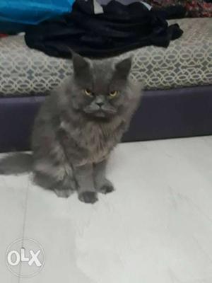 Male Persian cat for sell urgent sell intrested