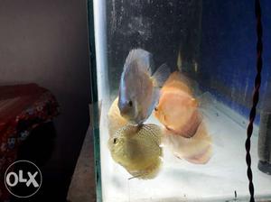 Malyasian discus for sell