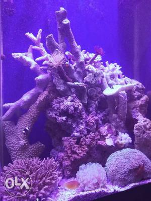 Marine aquarium setting