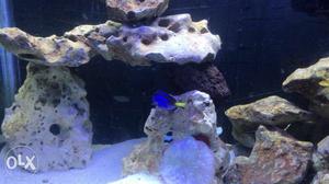 Marine fish tank with clown and torrie fish