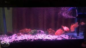 Moulded aquariums for sale