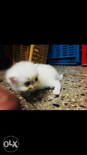 Mumbai, female persian kittens 1 month