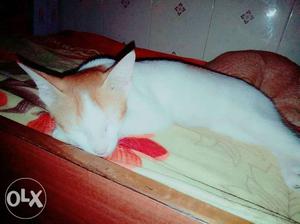 My white lil cat i want to sell n 7 months old