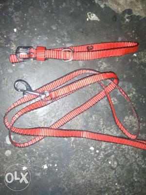 NBE dog puppy lead with coller